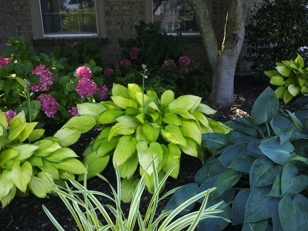Plan For Success Best Plants To, Midwest Landscaping Plants